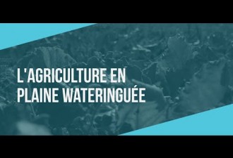 Polder itinéraire - L'agriculture en plaine wateringuée 