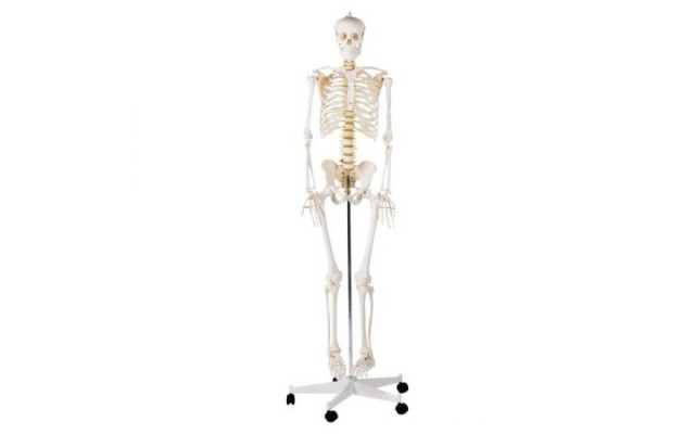Squelette humain complet 170 cm